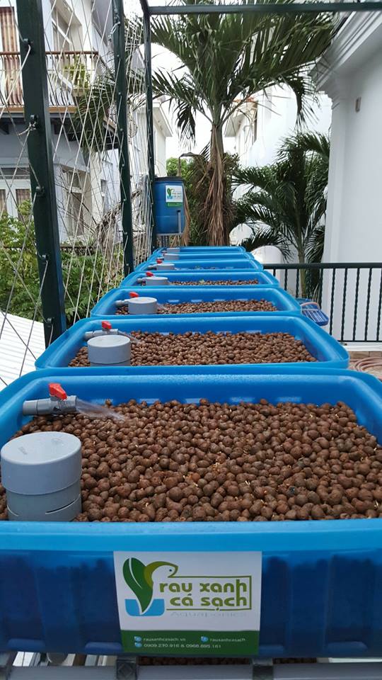 Với mục tiêu lợi ích của khách hàng là trên hết, hệ thống Aquaponics của RXCS đang từng ngày được nâng cao chất lượng để phục vụ quý khách hàng.4