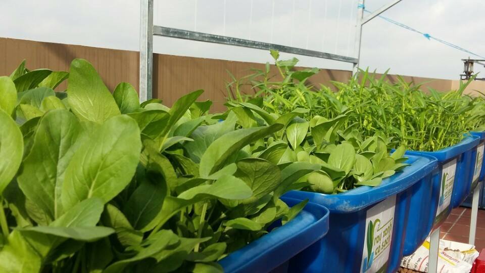 Với mục tiêu lợi ích của khách hàng là trên hết, hệ thống Aquaponics của RXCS đang từng ngày được nâng cao chất lượng để phục vụ quý khách hàng.8