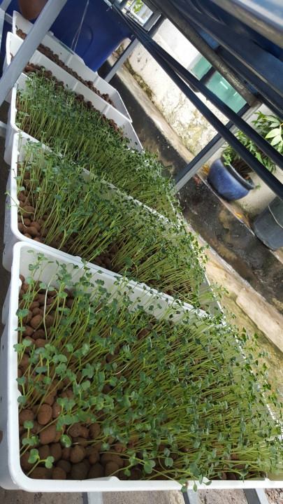 Giới thiệu cơ bàn về mô hình trồng rau Aquaponics so với trồng rau thủy canh4