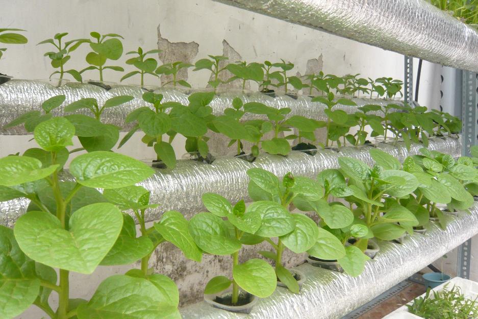 Tìm hiểu về phương pháp trồng rau thủy canh  GIVASOLAR