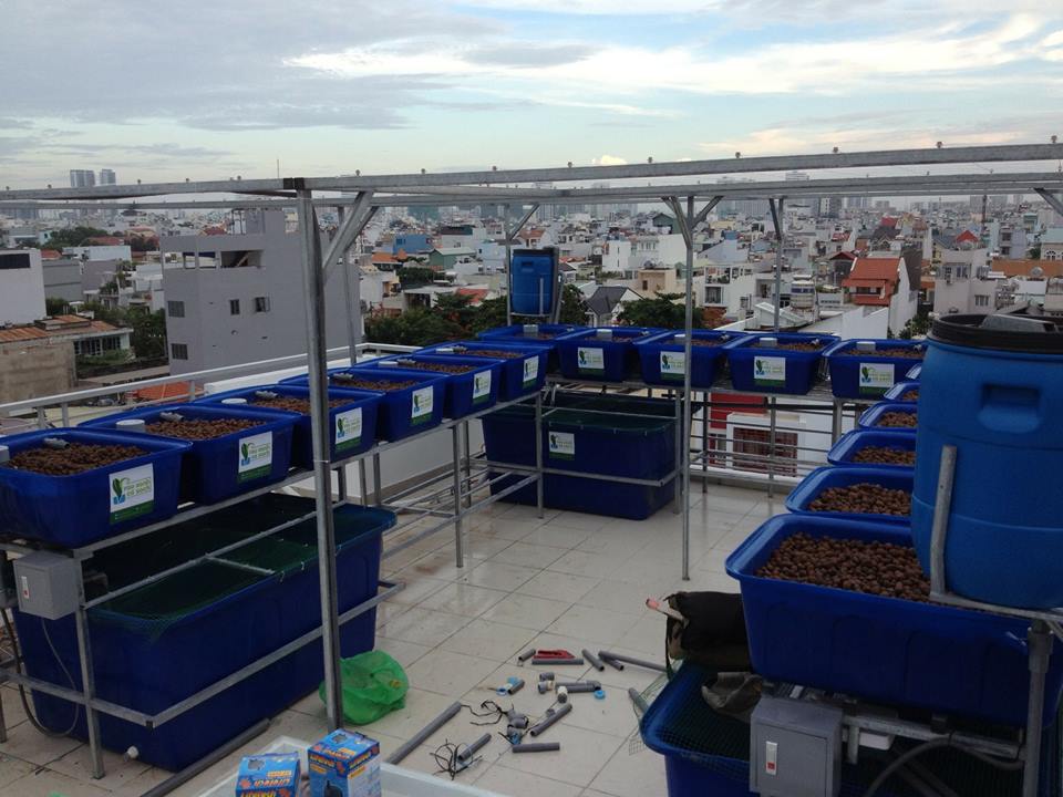 Sự kết hợp của nuôi trồng thủy sản và thủy canh là Aquaponics2