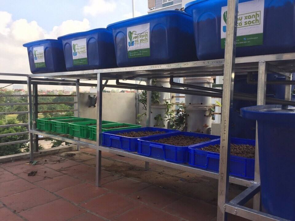 Vì sao nên chọn trồng rau sạch Aquaponics hay rau thủy canh1