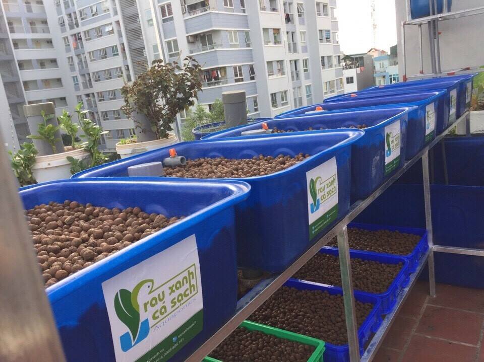 Vì sao nên chọn trồng rau sạch Aquaponics hay rau thủy canh2