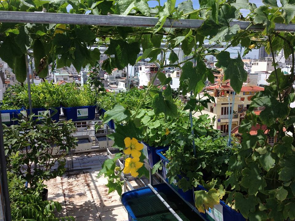 he-aquaponics-18-khay-rau-100l-quan-7