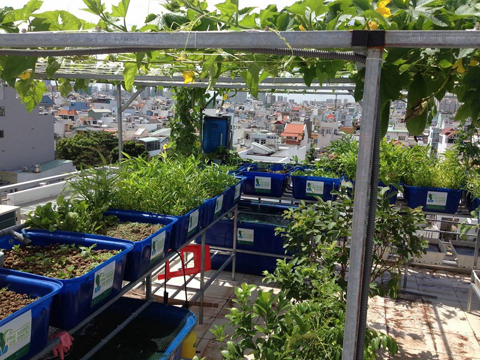 he-aquaponics-18-khay-rau-100l-quan-7_1
