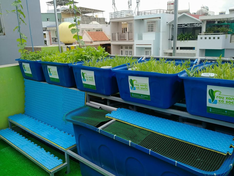 he-aquaponics-cho-truong-mam-non-1