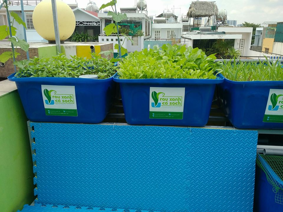 he-aquaponics-cho-truong-mam-non-2