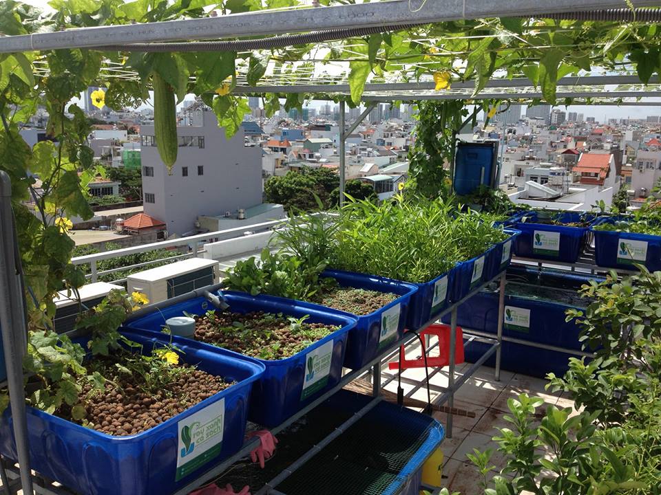 muop-tren-he-aquaponics-18-khay-rau-100l-quan-7_1