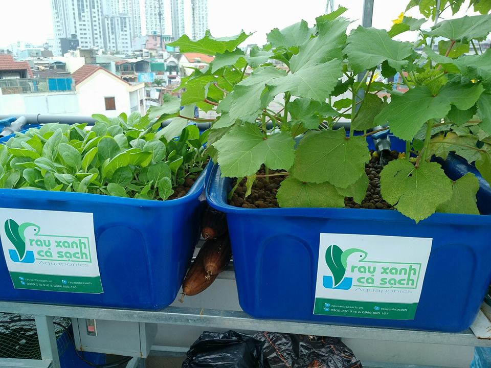 cai-va-dau-bap-he-aquaponics-10-khay-rau-100l-ho-ca-750l