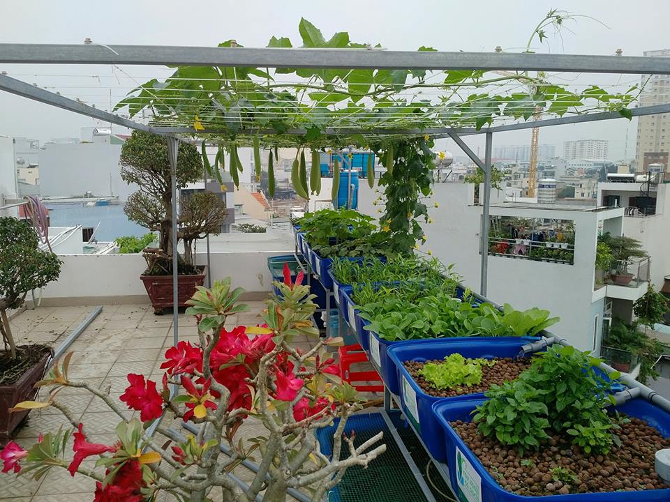 gian-muop-he-aquaponics-10-khay-rau-100l-ho-ca-750l