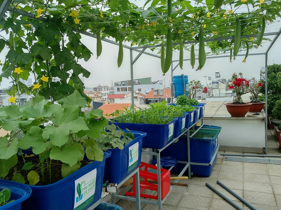 gian-muop-he-aquaponics-10-khay-rau-100l-ho-ca-750l_1