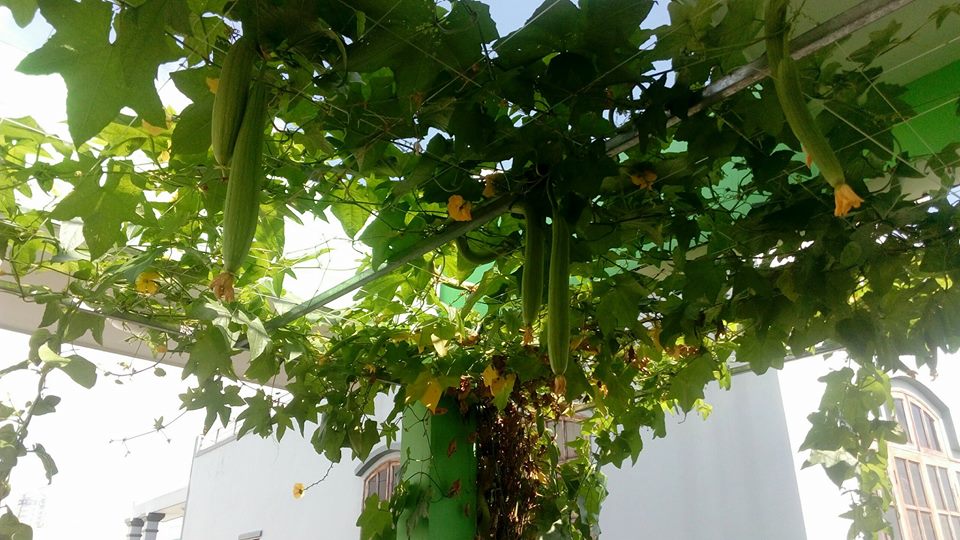 gian-muop-trong-he-aquaponics
