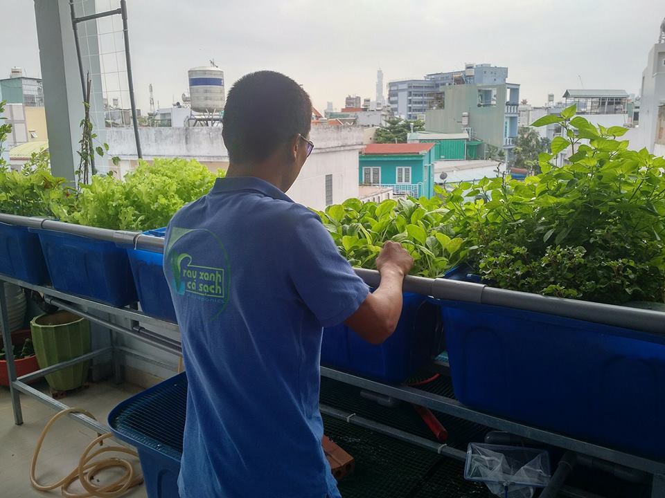xa-lach-trong-he-aquaponics-5-khay-rau-100l-ho-ca-750l