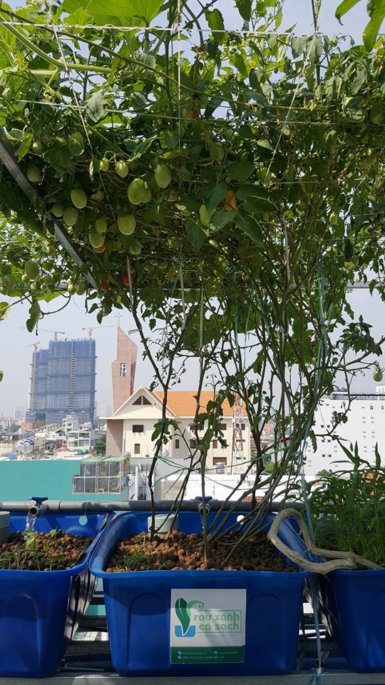 gian-ca-chua-khung-trong-he-aquaponics
