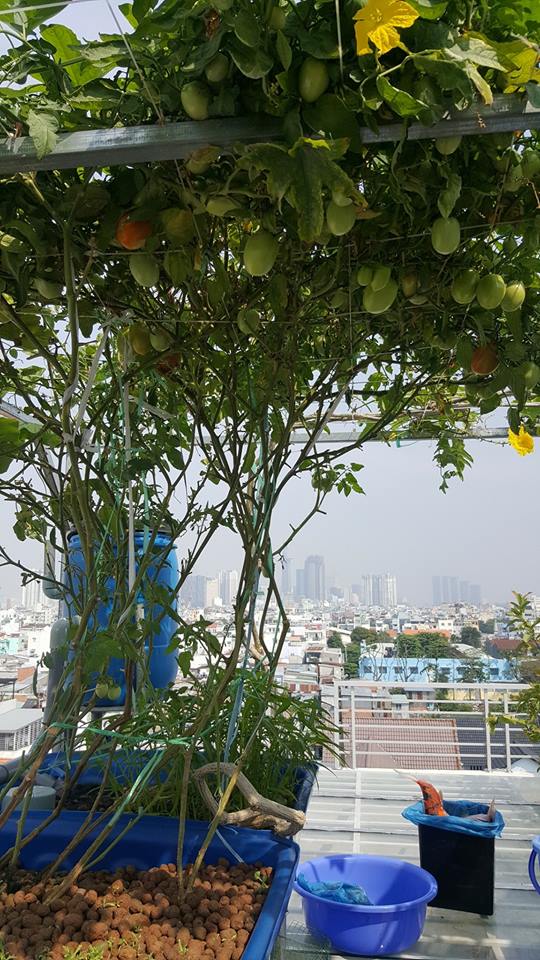 gian-ca-chua-khung-trong-he-aquaponics_2