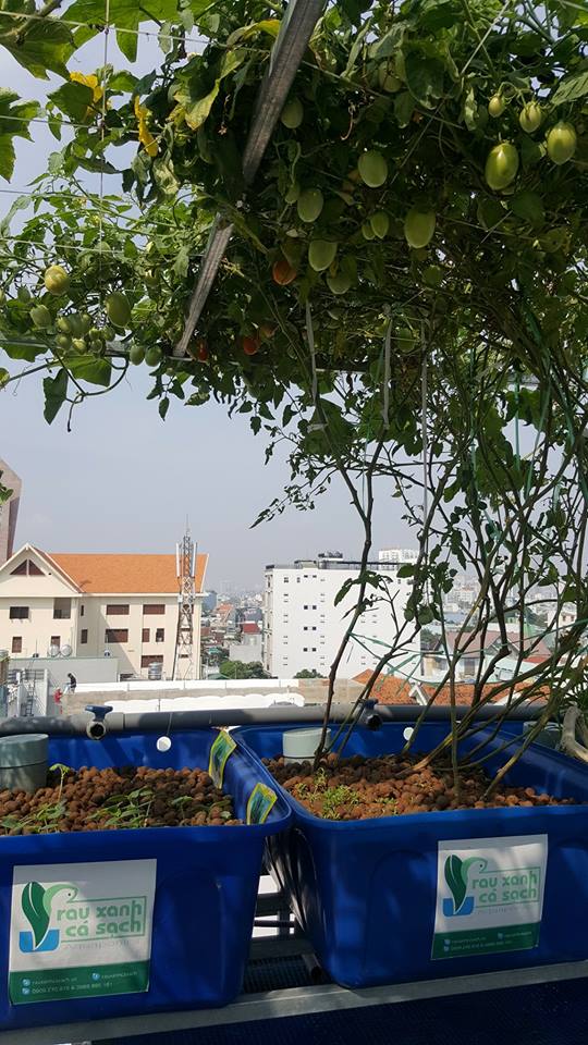 gian-ca-chua-khung-trong-he-aquaponics_3
