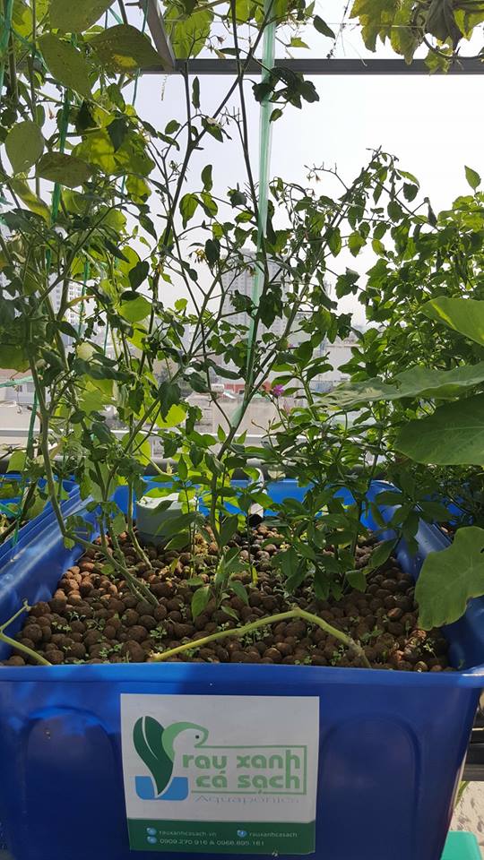 gian-ca-chua-khung-trong-he-aquaponics_4