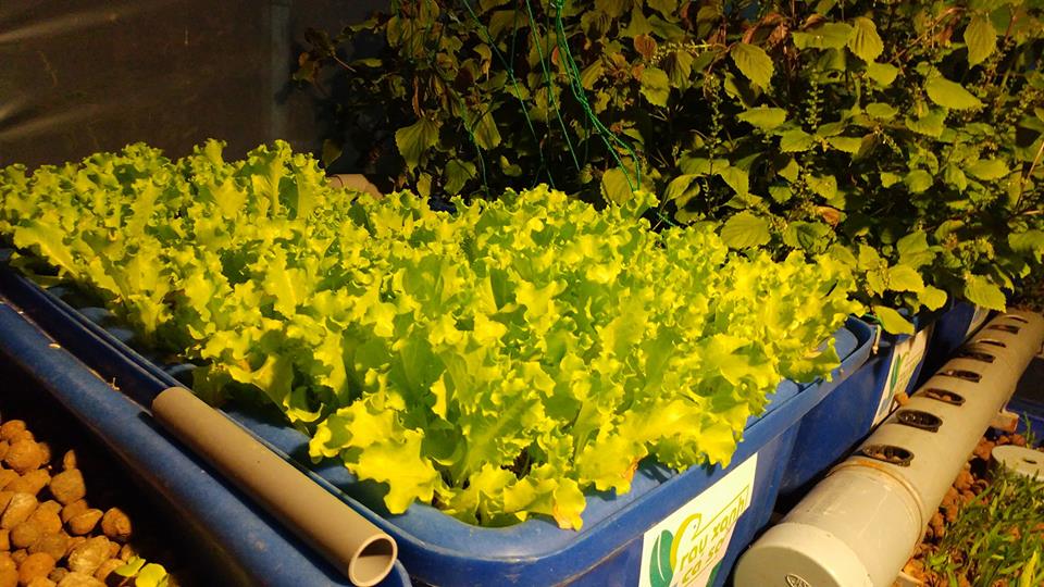 ngam-hoa-xa-lach-aquaponic-ve-dem-4