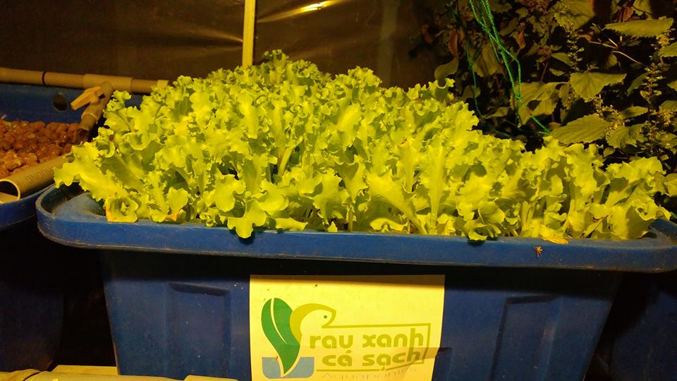 ngam-hoa-xa-lach-aquaponic-ve-dem-5