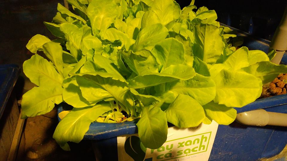 ngam-hoa-xa-lach-aquaponic-ve-dem-8