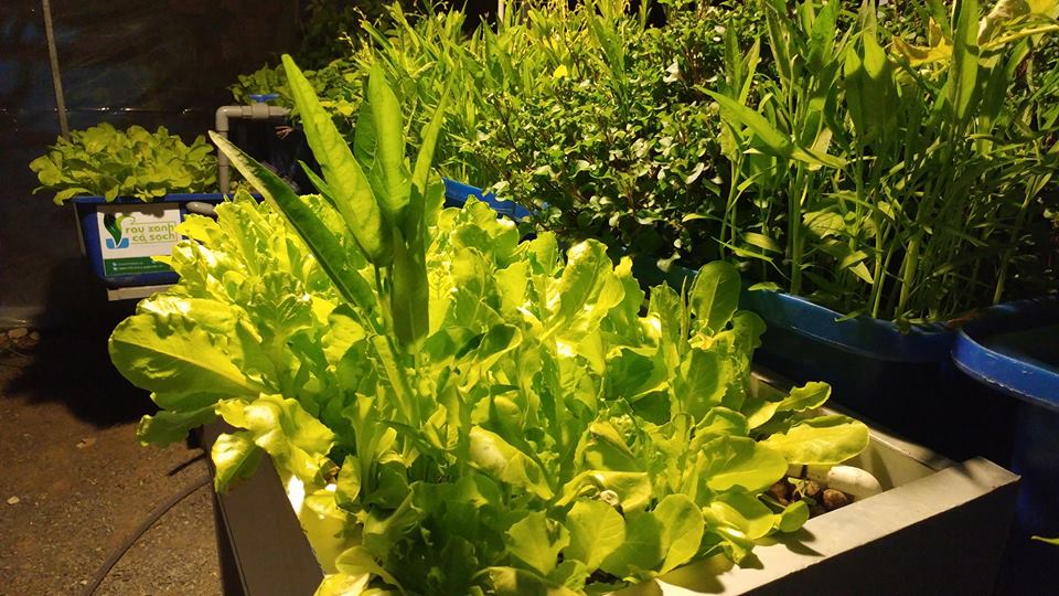 ngam-hoa-xa-lach-aquaponic-ve-dem