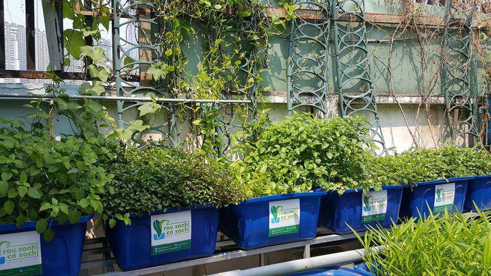 rau-ca-trong-he-aquaponics_1
