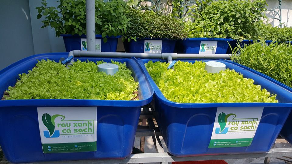 rau-ca-trong-he-aquaponics_2