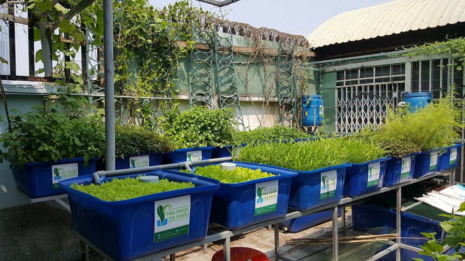 rau-ca-trong-he-aquaponics_4