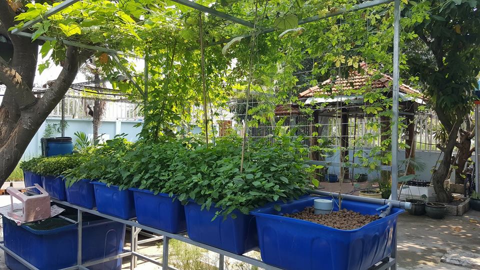 rau-ca-trong-he-aquaponics_5