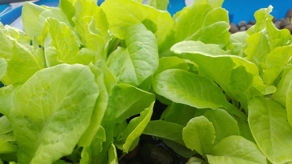 xa-lach-trong-he-aquaponics-1