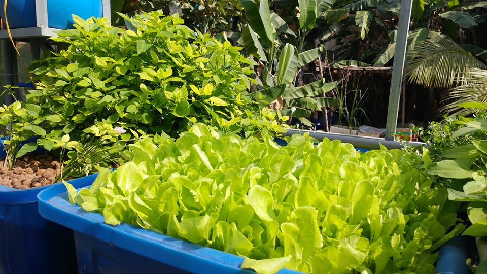 xa-lach-trong-he-aquaponics-2