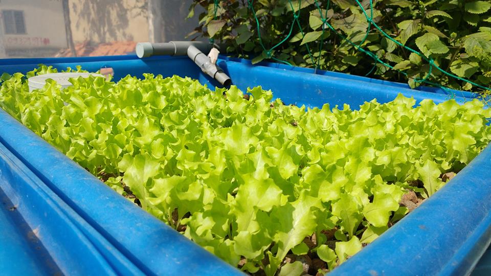 xa-lach-trong-he-aquaponics-3