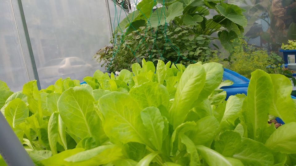 xa-lach-trong-he-aquaponics-4