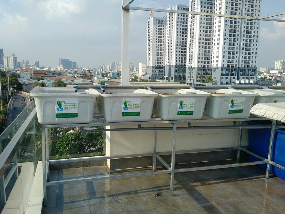 khay-rau-gia-da-hoa-cuong-he-aquaponics-1