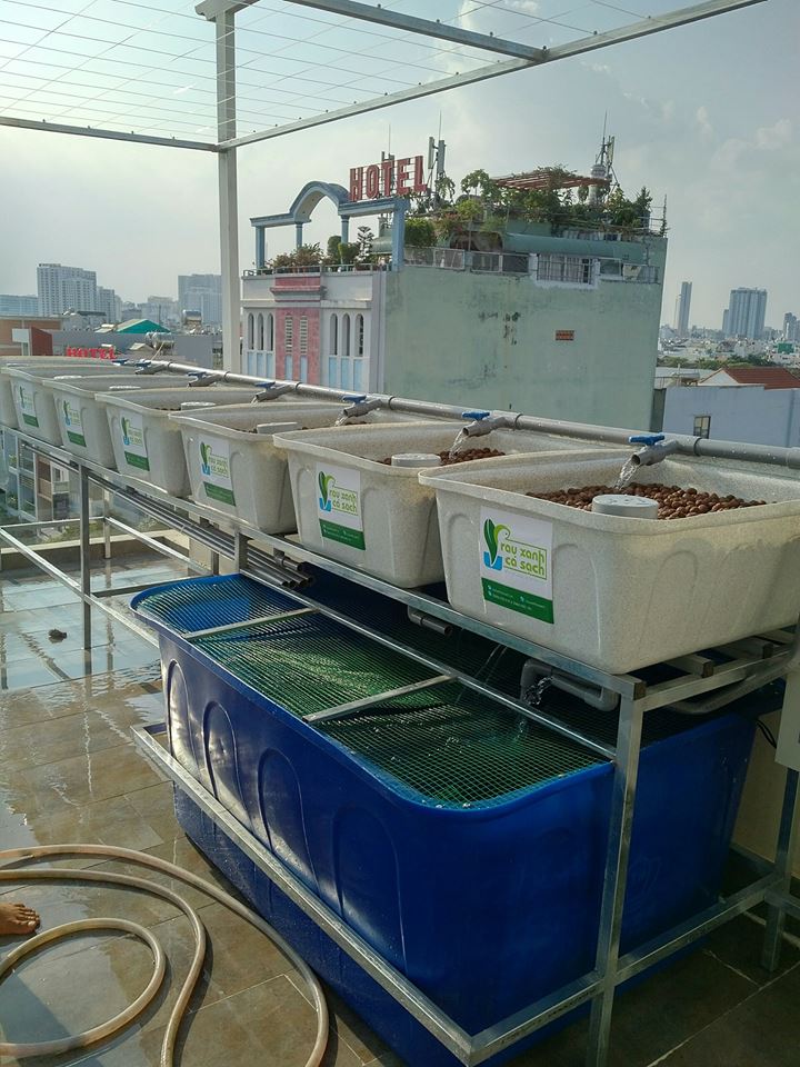 khay-rau-gia-da-hoa-cuong-he-aquaponics-2