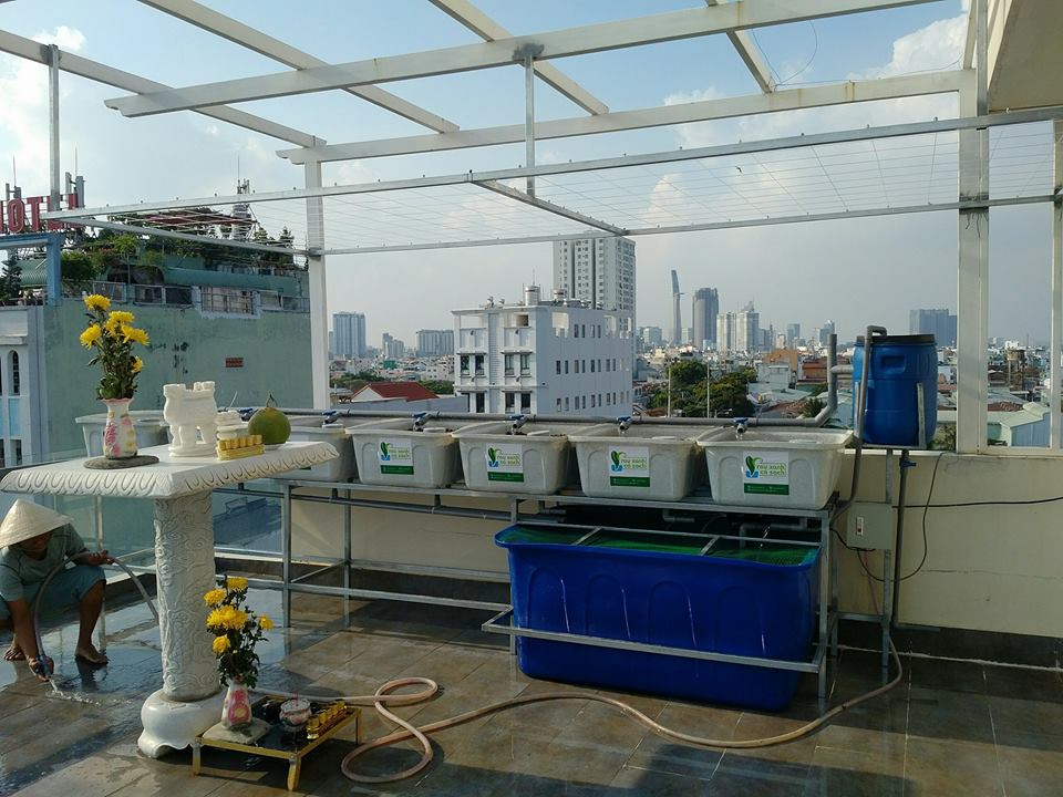 khay-rau-gia-da-hoa-cuong-he-aquaponics-3
