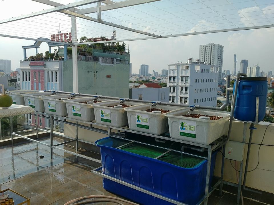 khay-rau-gia-da-hoa-cuong-he-aquaponics
