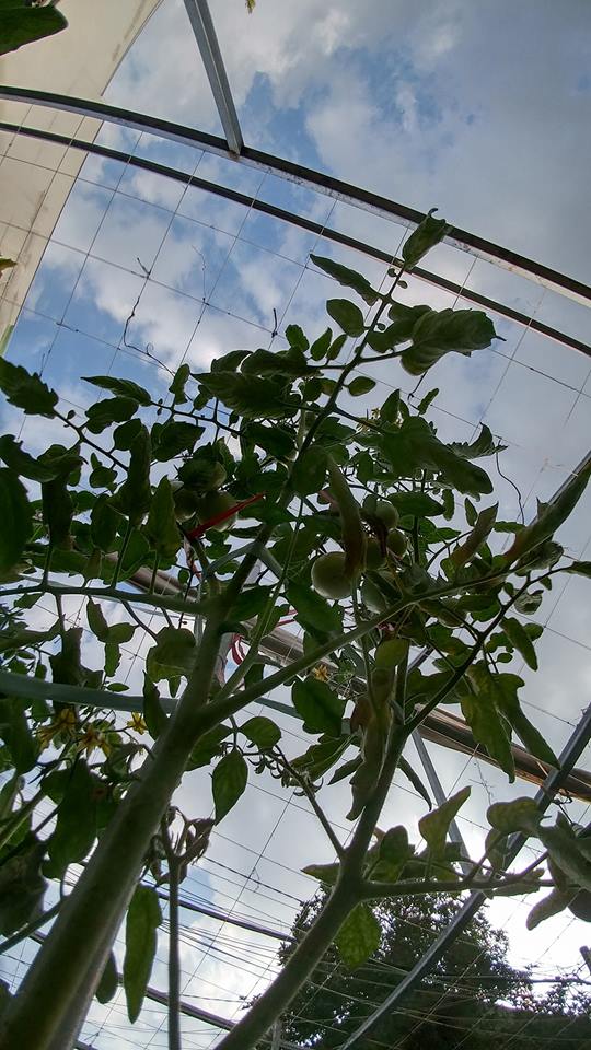 ca-chua-he-aquaponics-1