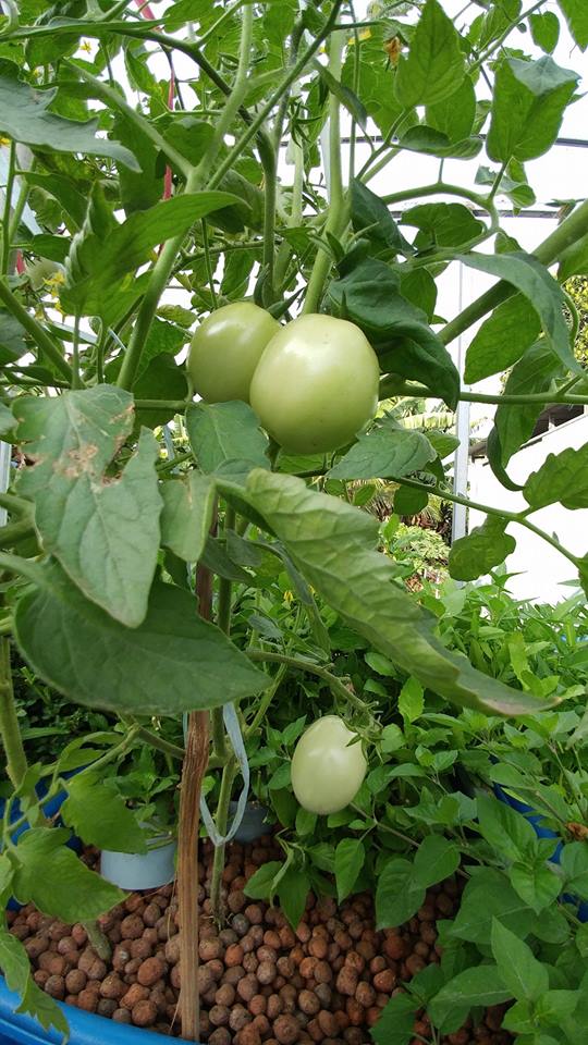 ca-chua-he-aquaponics
