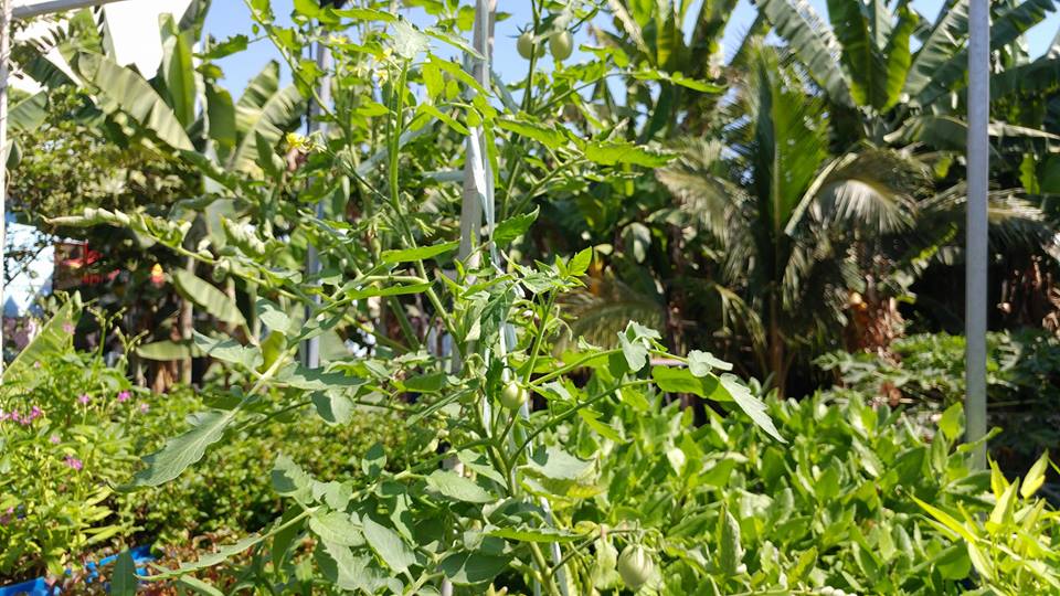 ca-chua-va-rau-lui-he-aquaponics-2