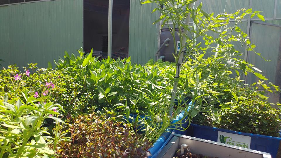 ca-chua-va-rau-lui-he-aquaponics-3