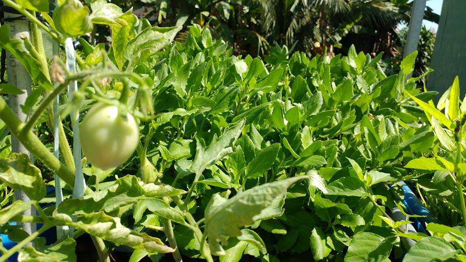 ca-chua-va-rau-lui-he-aquaponics