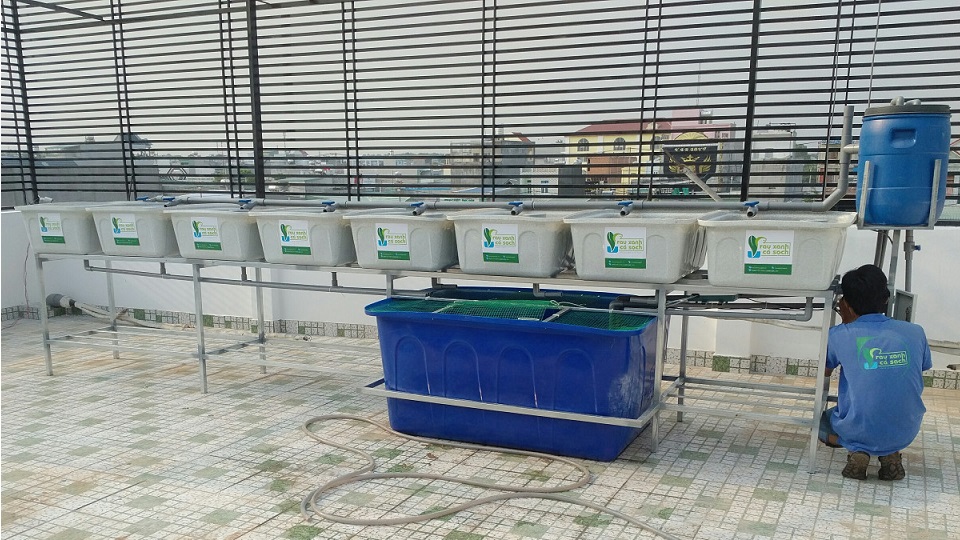 he-aquaponics-khay-da-hoa-cuong