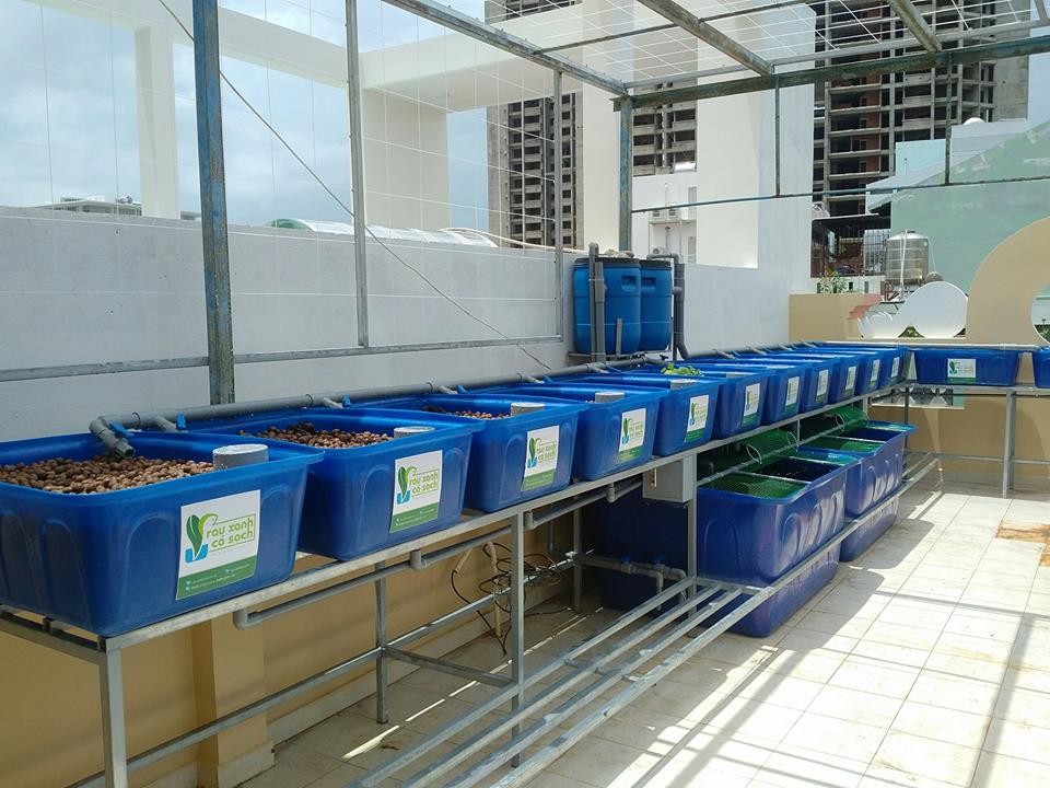 he-aquaponics-12-khay-rau-100-tai-ba-ria-vung-tau