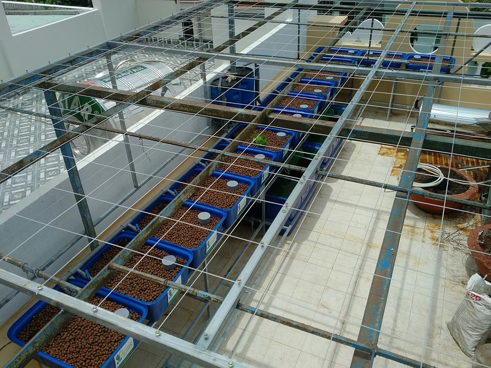 he-aquaponics-12-khay-rau-100-tai-ba-ria-vung-tau_1