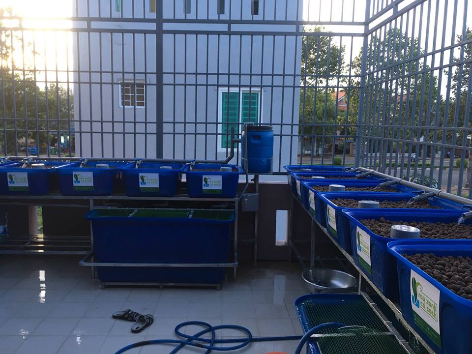 he-doi-aquaponics-12-khay-rau-100-tai-ba-ria_3