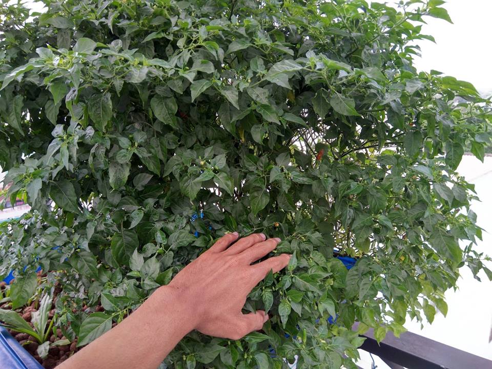 CAY-OT-KHUNG-NGAN-TRAI-TRONG-HE-AQUAPONICS