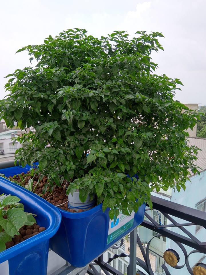 CAY-OT-KHUNG-NGAN-TRAI-TRONG-HE-AQUAPONICS_1
