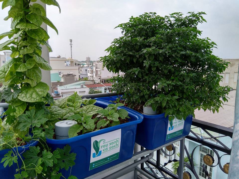 CAY-OT-KHUNG-NGAN-TRAI-TRONG-HE-AQUAPONICS_2