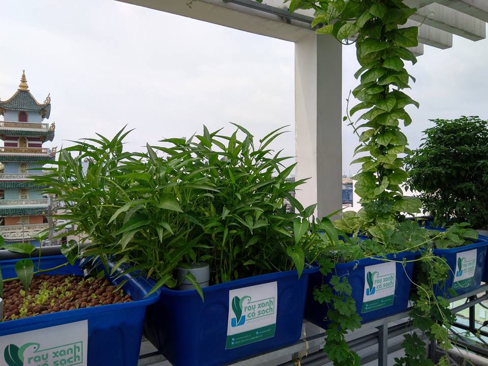 CAY-OT-KHUNG-NGAN-TRAI-TRONG-HE-AQUAPONICS_3